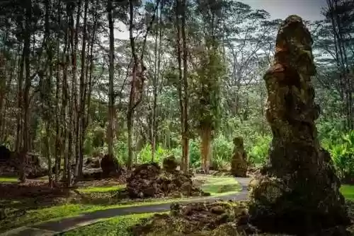 熔岩大树阵容(屋顶困难模式最佳阵容)