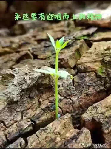 连连看消消乐安卓版(开心消消乐水果连连看)