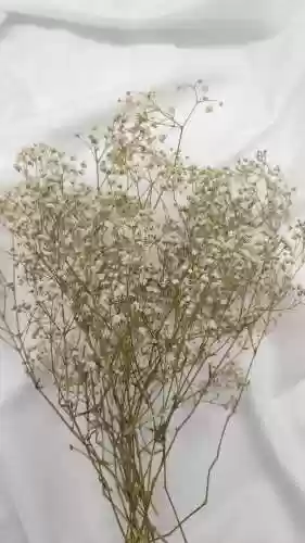 满天星花束图片(满天星花语的含义)插图10
