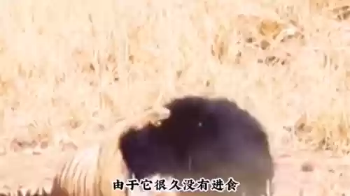 阿修罗狩猎阵容(阴阳寮狩猎战单人阵容)插图1