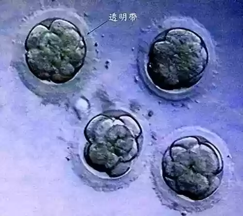赛尔号融合精灵在哪里孵化领取(赛尔号全部融合精灵)插图2