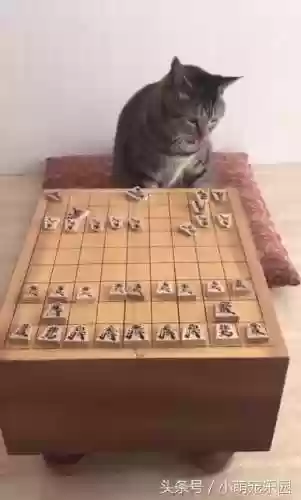 下棋阵容猫咪(动物自走棋阵容推荐)插图4