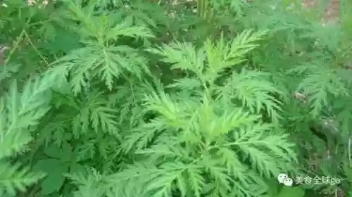植物大战僵尸2火王阵容(植物僵尸2必过阵容)