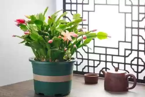 垃圾阵容社交牛(咸鱼之王万能阵容)插图1