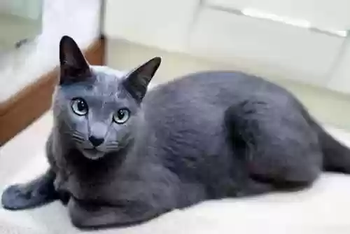 72种猫咪品种大全(猫品种大全100种图片)插图9