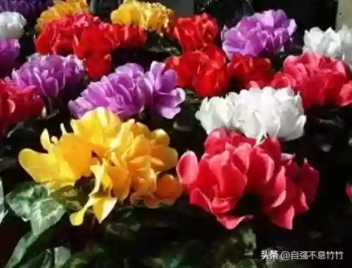 素心仙子阵容(最新灵魂莲华明昼阵容搭配)