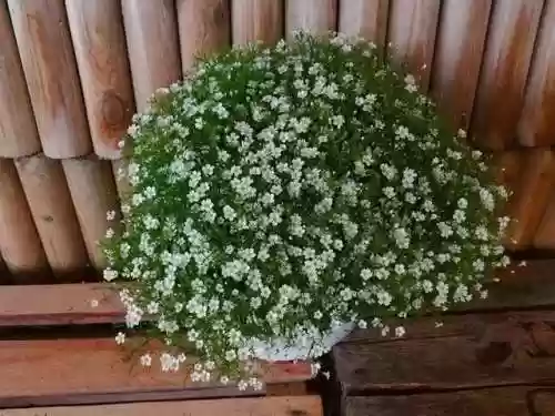 满天星花束图片(满天星花语的含义)插图1