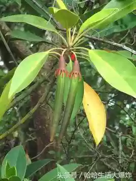 十大危险吃人植物(什么植物吃了会马上死)插图5