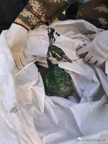 协同孔雀阵容(孔雀明王就业阵容搭配)