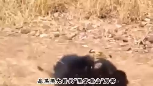 阿修罗狩猎阵容(阴阳寮狩猎战单人阵容)