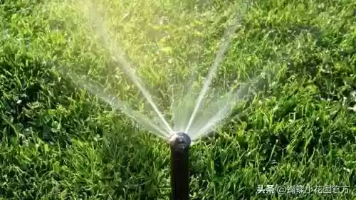 花园新手阵容(植物大战僵尸花园无尽模式最佳阵容)插图4