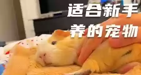 宠物连连看25版全屏(宠物连连看经典版官方版)插图2
