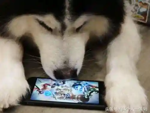 如何碰上猪队友阵容(遇到猪一样的队友怎么办)插图3