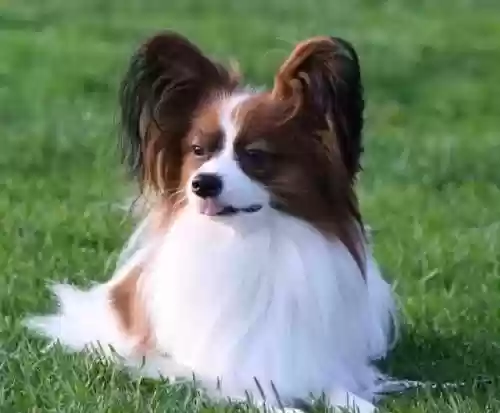 犬类智商排名(什么小狗最聪明排名第一)插图2