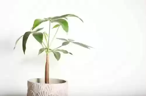 植物大战僵尸聚宝盆阵容(植物大战僵尸最强阵容搭配图片)插图1