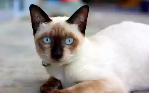 72种猫咪品种大全(猫品种大全100种图片)插图6
