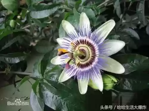 十大危险吃人植物(什么植物吃了会马上死)插图1