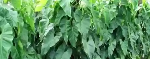 绿宝石新手最强阵容推荐(口袋妖怪绿宝石阵容推荐)