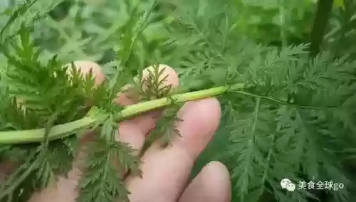 植物大战僵尸2火王阵容(植物僵尸2必过阵容)插图3