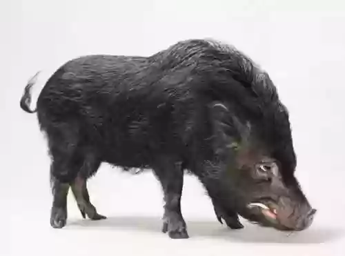 真野猪怎么打-(搞野猪用什么方法最好)插图2