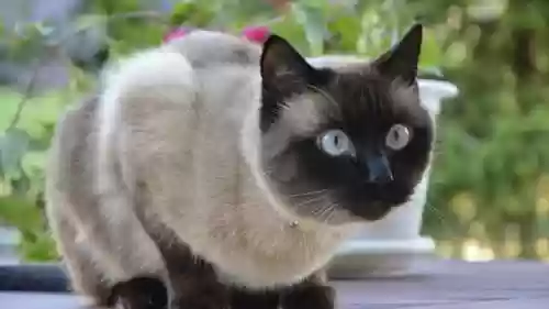 72种猫咪品种大全(猫品种大全100种图片)插图3
