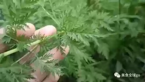 植物大战僵尸2火王阵容(植物僵尸2必过阵容)插图5