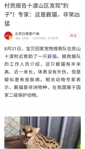 猫咪最新永久地域网名搜索(猫咪最新地域网名是什么)