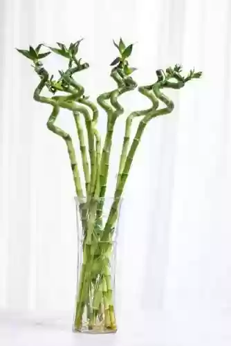 植物大战僵尸聚宝盆阵容(植物大战僵尸最强阵容搭配图片)插图12