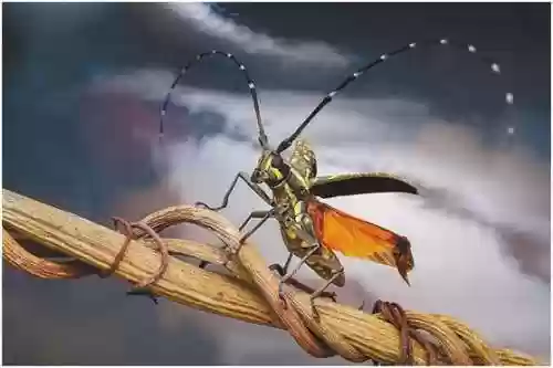 时空秘境银联杀手阵容推荐(银河掠夺者最强阵容)插图21