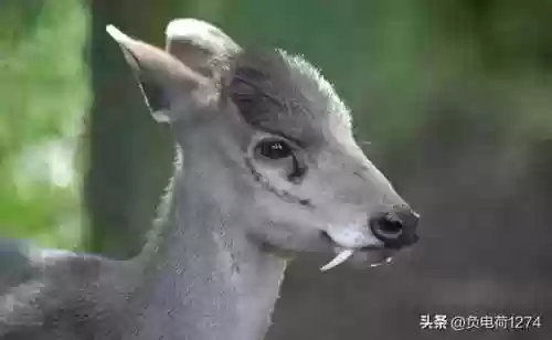 动物大作战无敌阵容(动物战争模拟器辅助菜单最新版)插图27
