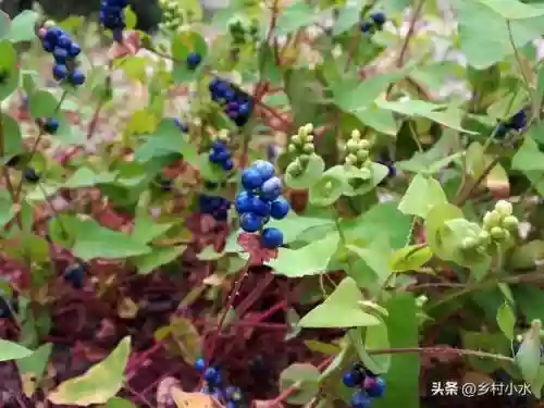 蛇最怕3样东西(蛇最怕的是什么药物)插图1