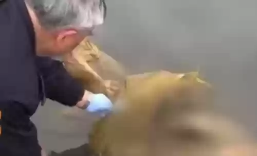巨人观图片(法医为什么害怕巨人观)插图2 巨人观图片(法医为什么害怕巨人观)插图2