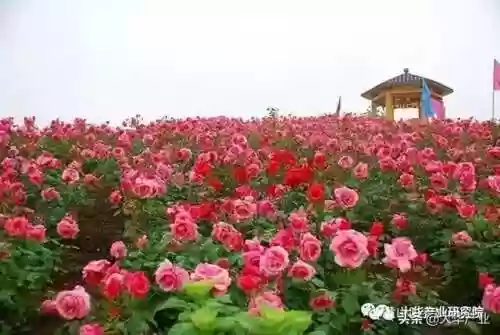 玫瑰小镇游戏攻略(玫瑰小镇手机版下载)插图5