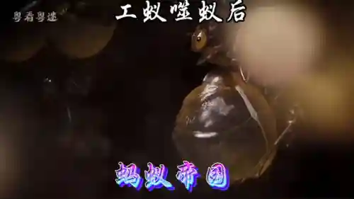 蚂蚁帝国最强昆虫阵容(十大最强昆虫排名)