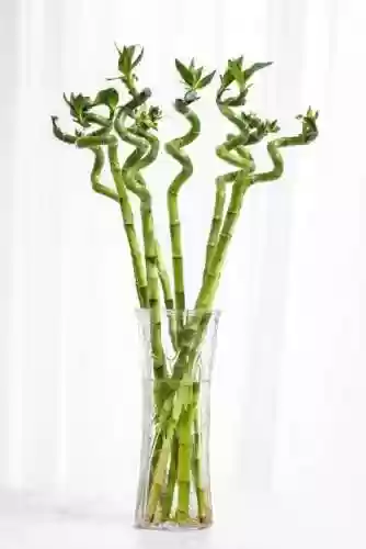 植物大战僵尸聚宝盆阵容(植物大战僵尸最强阵容搭配图片)