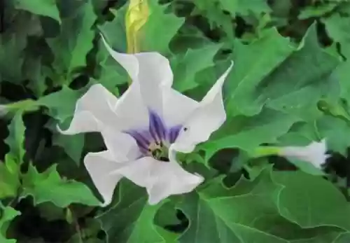 曼陀罗花语是什么意思(曼陀罗花的功效与作用及禁忌)插图2