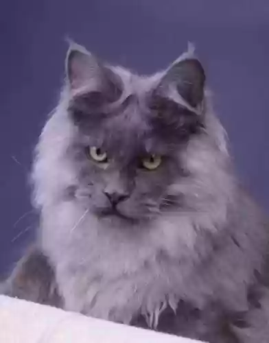 72种猫咪品种大全(猫品种大全100种图片)插图2