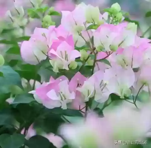 神秘钥匙怎么获取(心渊梦境水之领域钥匙在哪里)插图1