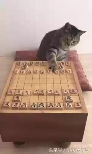 下棋阵容猫咪(动物自走棋阵容推荐)