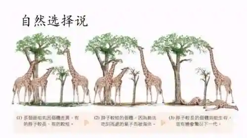 长颈鹿图片(熊猫图片)插图8 长颈鹿图片(熊猫图片)插图8
