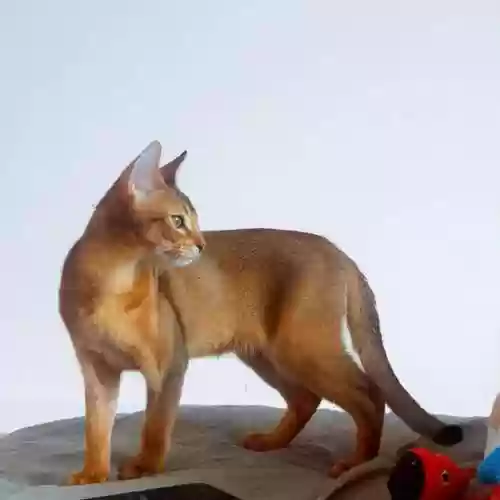 72种猫咪品种大全(猫品种大全100种图片)插图10