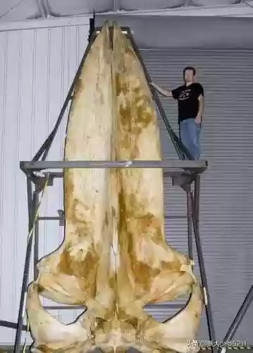 动物大作战无敌阵容(动物战争模拟器辅助菜单最新版)插图32