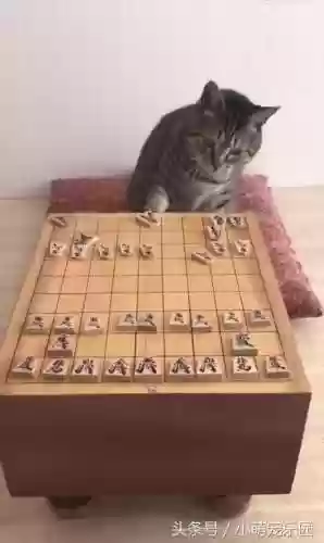 下棋阵容猫咪(动物自走棋阵容推荐)插图3