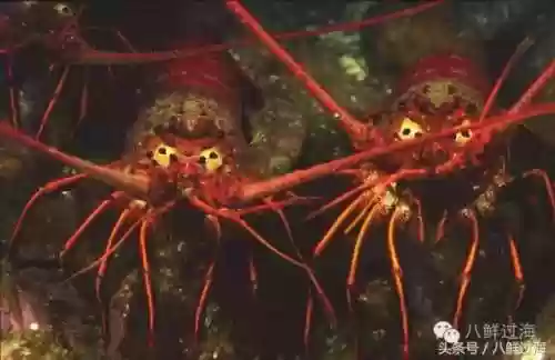 波士顿龙虾(波士顿龙虾的做法清蒸几分钟)插图6