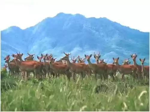 时空秘境银联杀手阵容推荐(银河掠夺者最强阵容)插图20