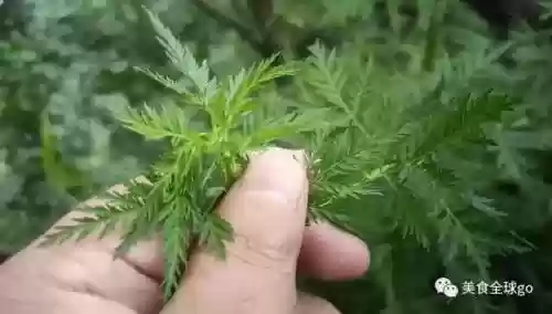 植物大战僵尸2火王阵容(植物僵尸2必过阵容)插图4