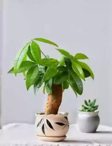 植物大战僵尸聚宝盆阵容(植物大战僵尸最强阵容搭配图片)插图2