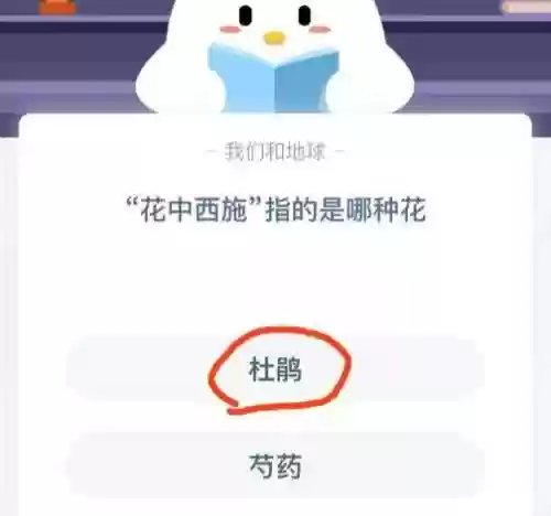 花中西施是哪种花(空谷佳人是什么花)