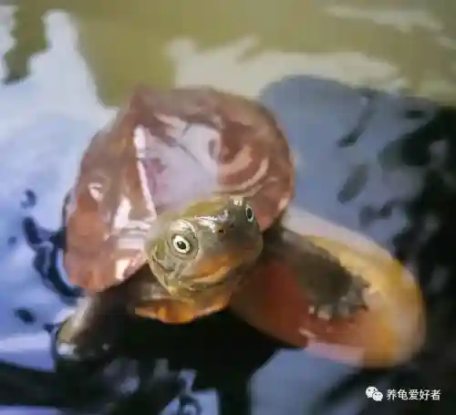 福星阵容 乌龟(2021云顶6福星阵容搭配图)插图1