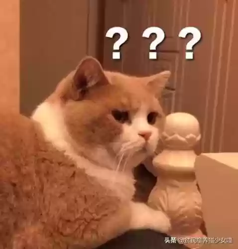 猫咪对话翻译器(猫语翻译器免费版)插图4
